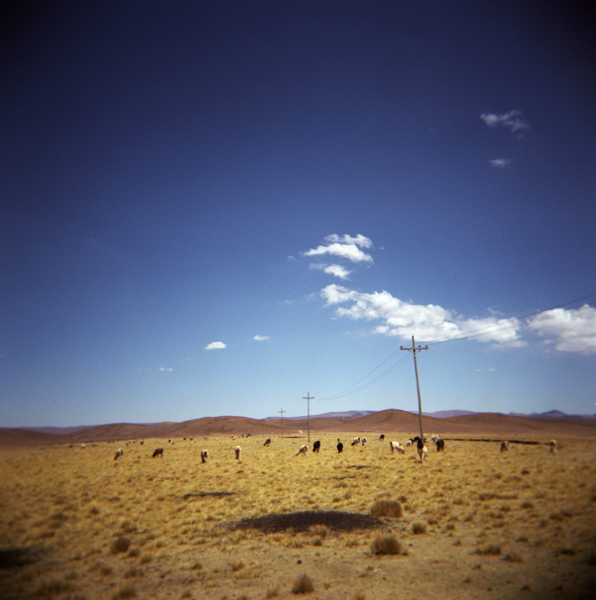 38. 07 - JEEP _ Lamas _ Holga_Fuji160S_071